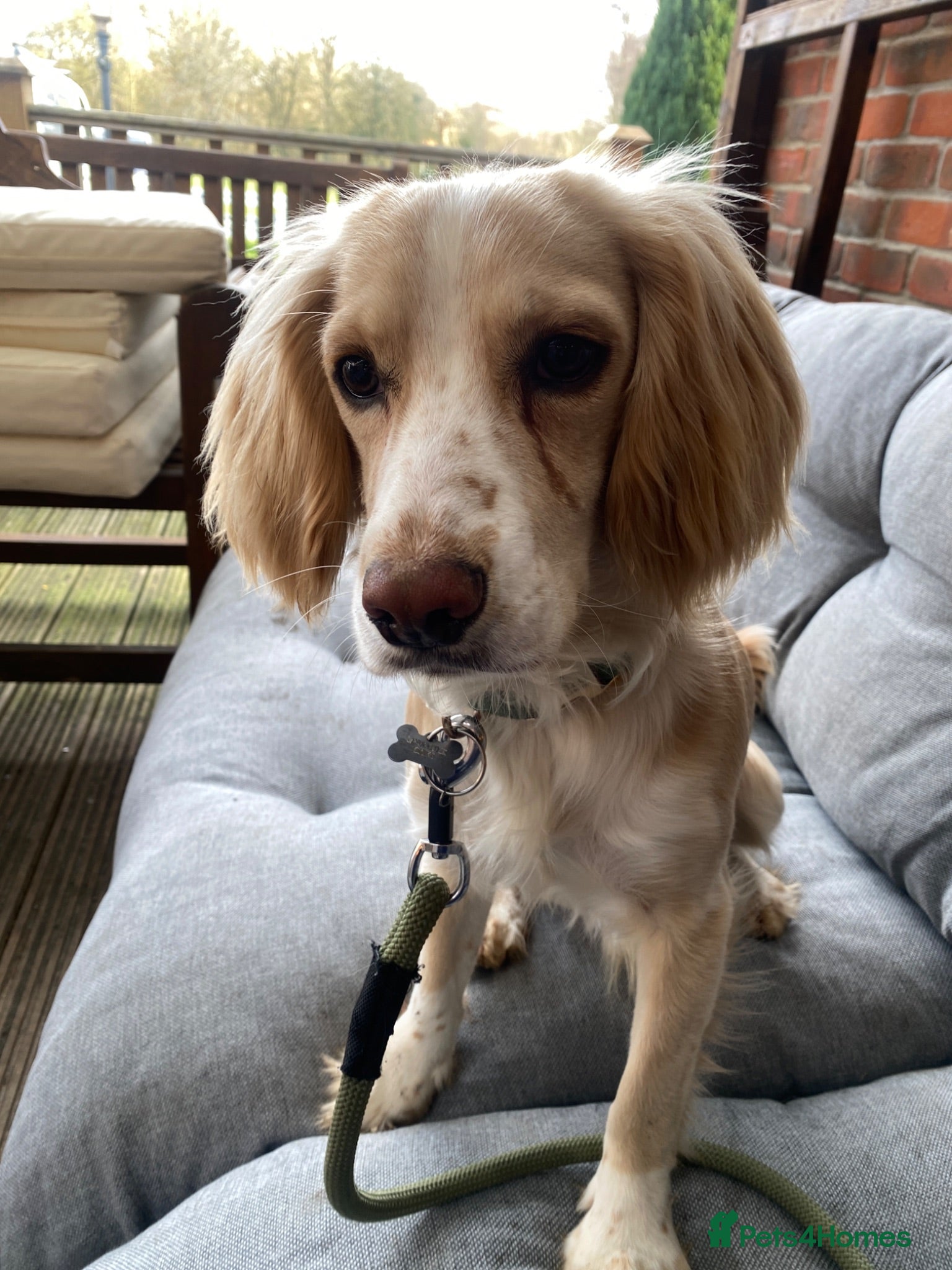 Cocker Spaniel dogs Lemon Cocker Spaniel for Stud - Advert 1