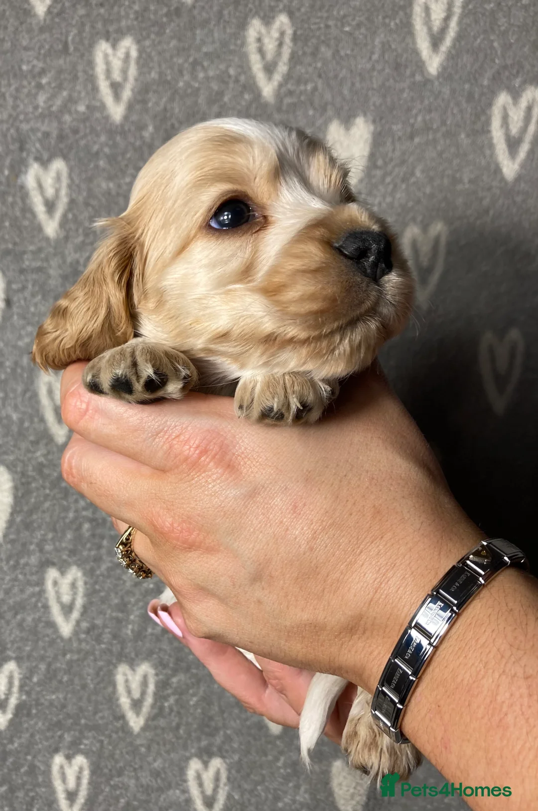 Cocker Spaniel dogs for sale: Show type cocker spaniels  - Advert 23