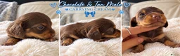 Miniature Dachshund dogs for sale: Exquisite mini L/H chocolate/cream 5* licensed  - Advert 6