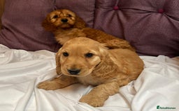 Cockapoo dogs for sale: cockapoo puppy's cv67ee - Advert 7