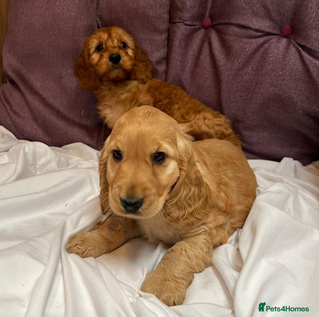 Cockapoo dogs for sale: cockapoo puppy's cv67ee - Advert 7