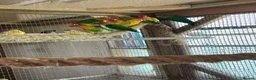 Lovebirds birds for sale: Beautiful Lovebirds For Sale - Advert 4