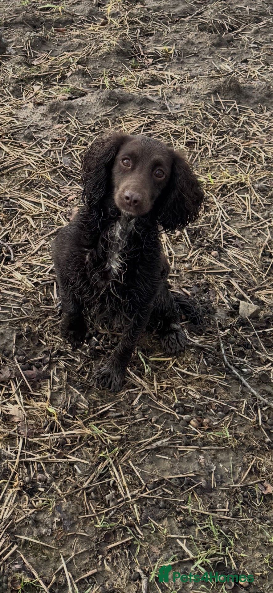 Cocker Spaniel dogs KC Registered Working Cocker Spaniel Puppies - Advert 4