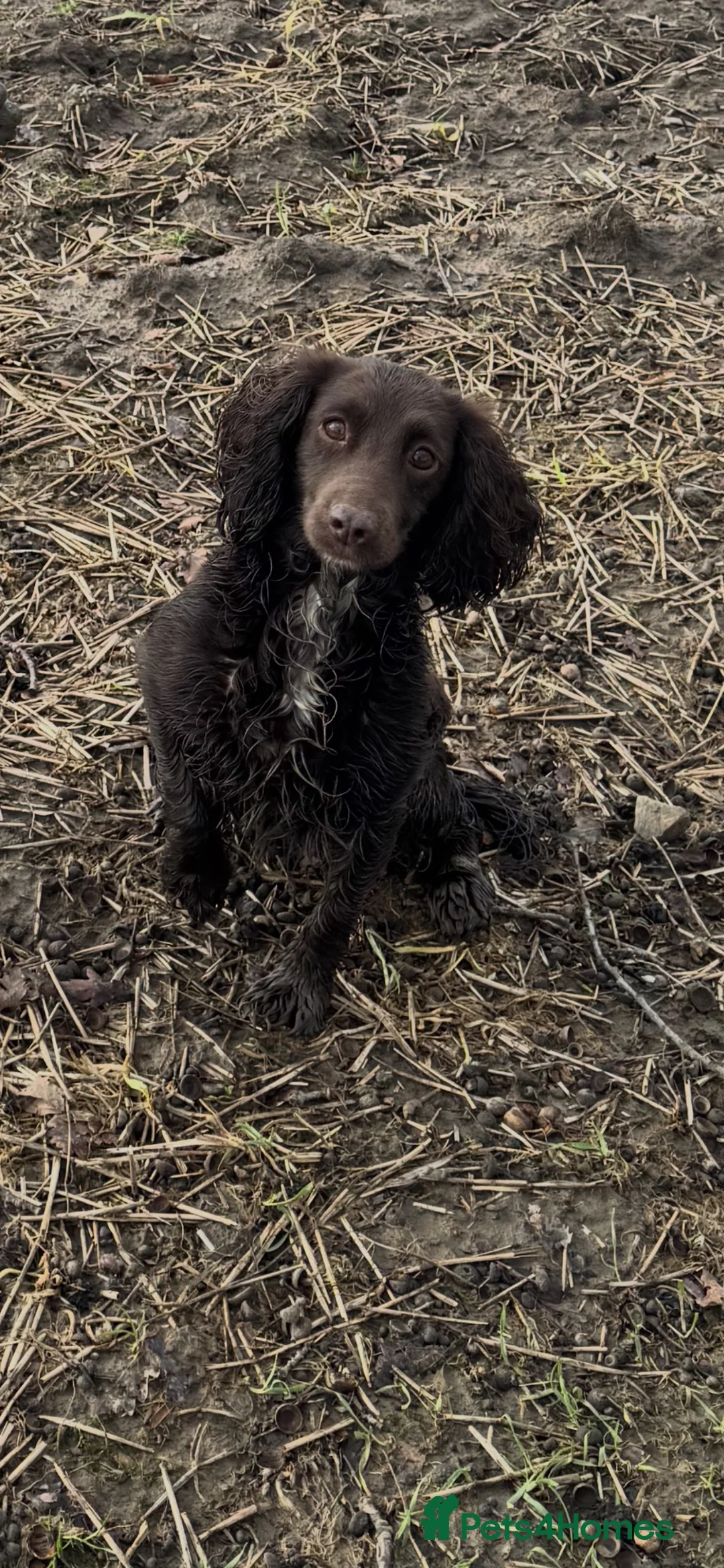 Cocker Spaniel dogs for sale: KC Registered Working Cocker Spaniel Puppies - Advert 1