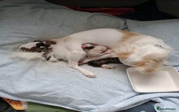 Mixed Breed dogs for sale: Gorgeous Puppies  - Image 3