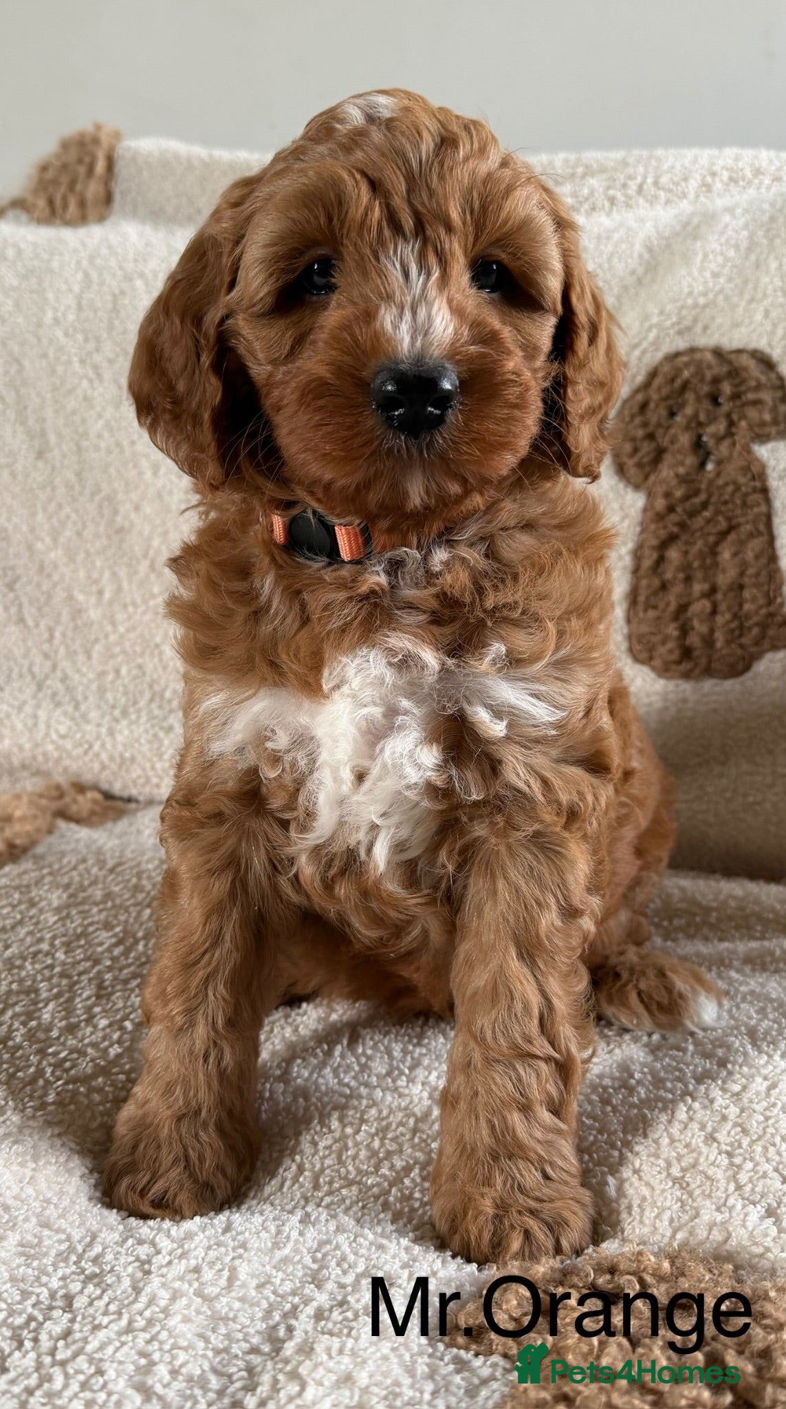 Australian Labradoodle dogs Gorgeous Tuxedo Marking Australian Labradoodles - Advert 2
