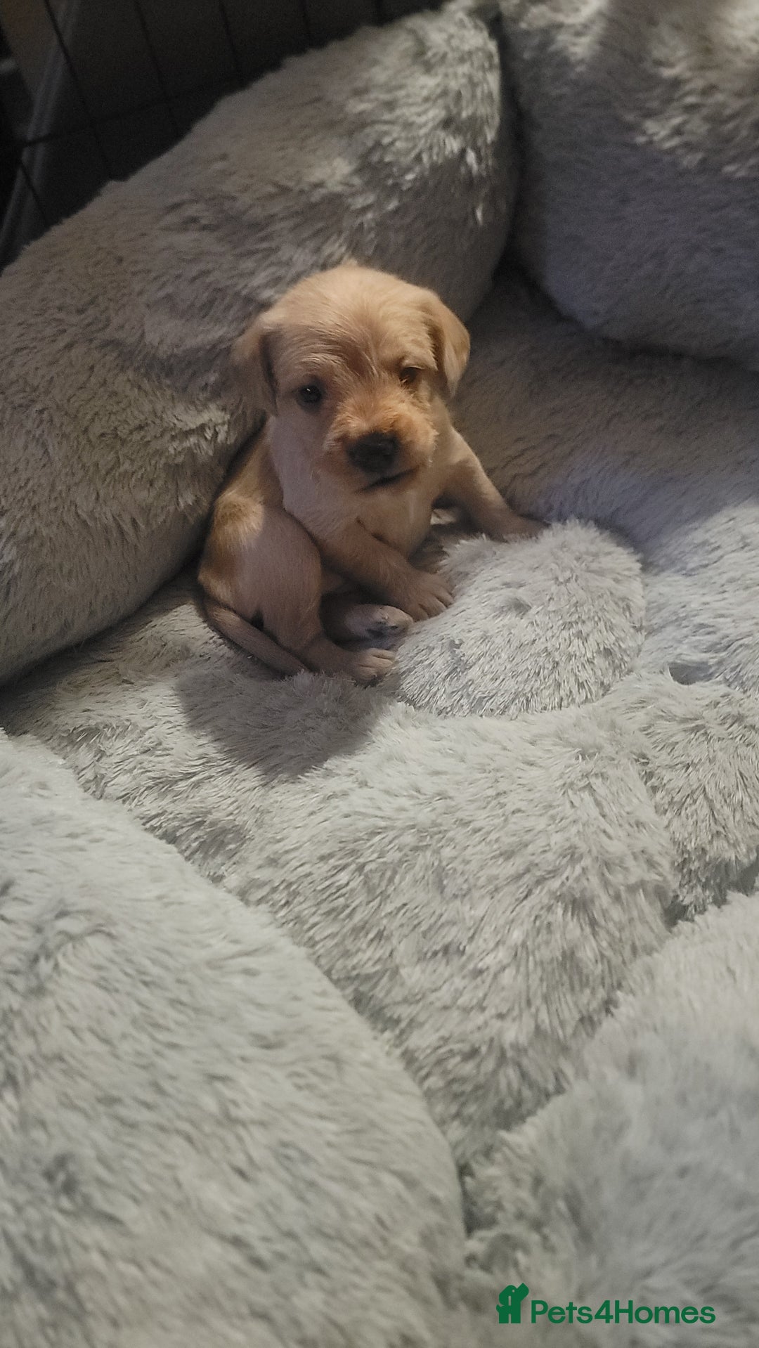 Mixed Breed dogs for sale: Frenchie x cockerpoo pups - Image 17