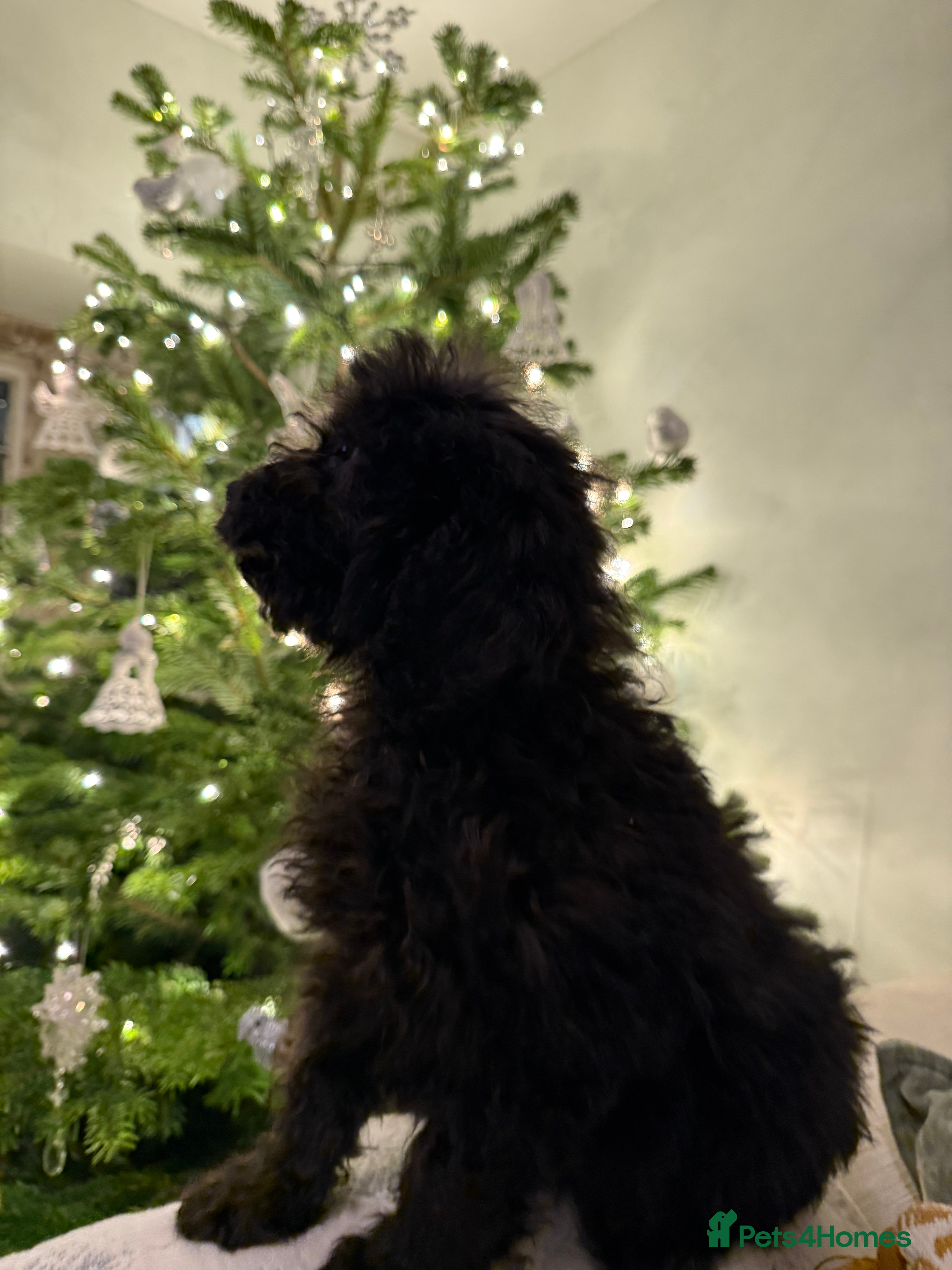 Cockapoo dogs F2 Cockapoo puppies - Advert 14