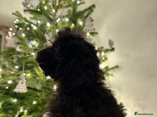 Cockapoo dogs F2 Cockapoo puppies - Advert 6