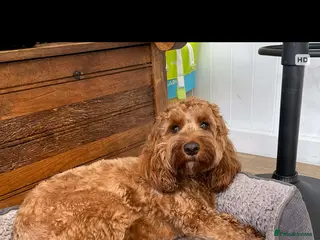 Cockapoo dogs Copper cockapoo - Advert 2