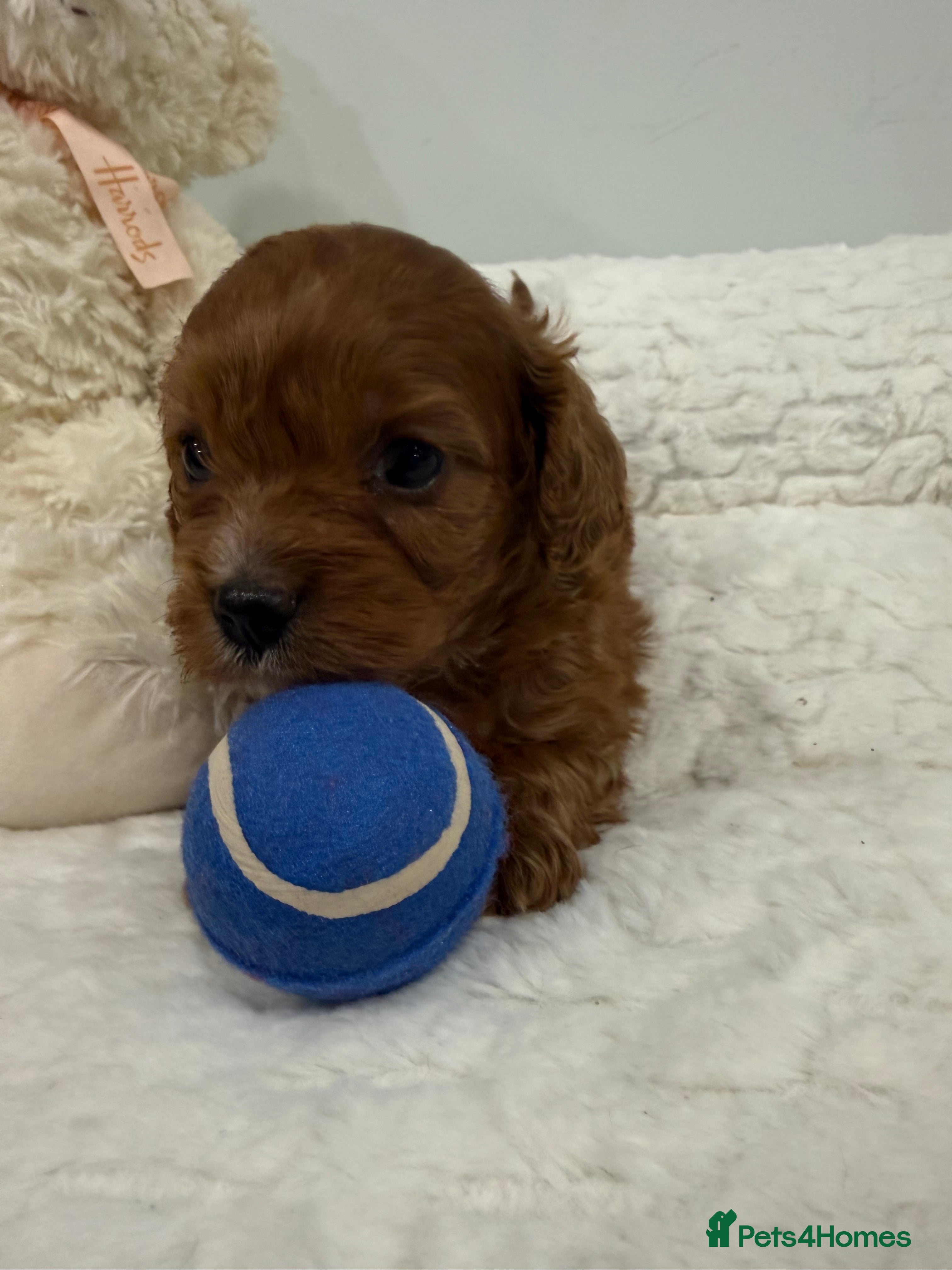 Cavapoo dogs F1 Cavapoo, full DNA & Health tested clear parents - Advert 5