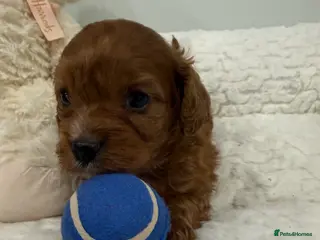 Cavapoo dogs F1 Cavapoo, full DNA & Health tested clear parents - Advert 5