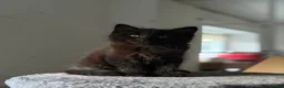 Maine Coon cats for sale: 3x Maine Coon kittens available NOW - Advert 8