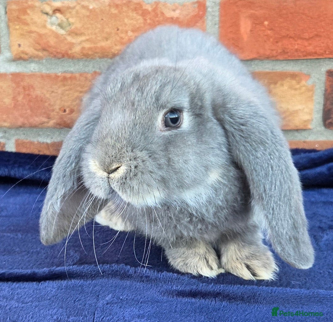 French Lop rabbits for sale: Beautiful French Lops - Image 16