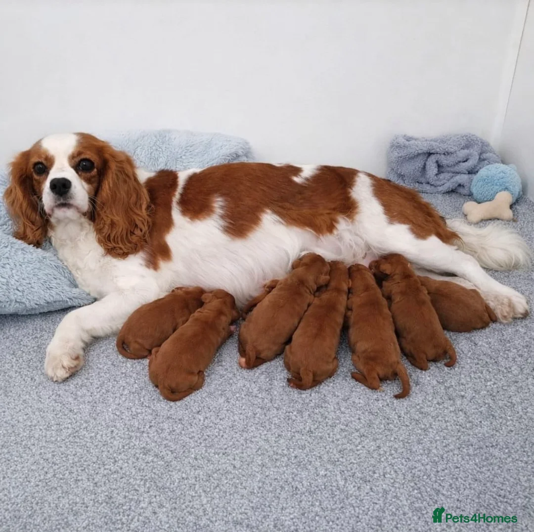 Cavapoo dogs for sale: Stunning quality f1 cavapoos - Advert 2