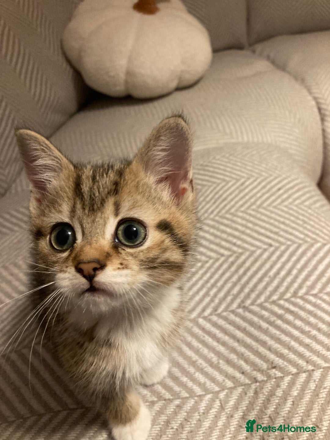 British Shorthair cats for sale: 2 beautiful fluffy kittens - Advert 3