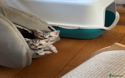British Shorthair cats for sale: British Shorthair Stunning Kittens - Image 5