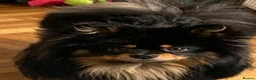 Pomeranian dogs for stud: STUD 👑 TEDDY 🐾 - Advert 5