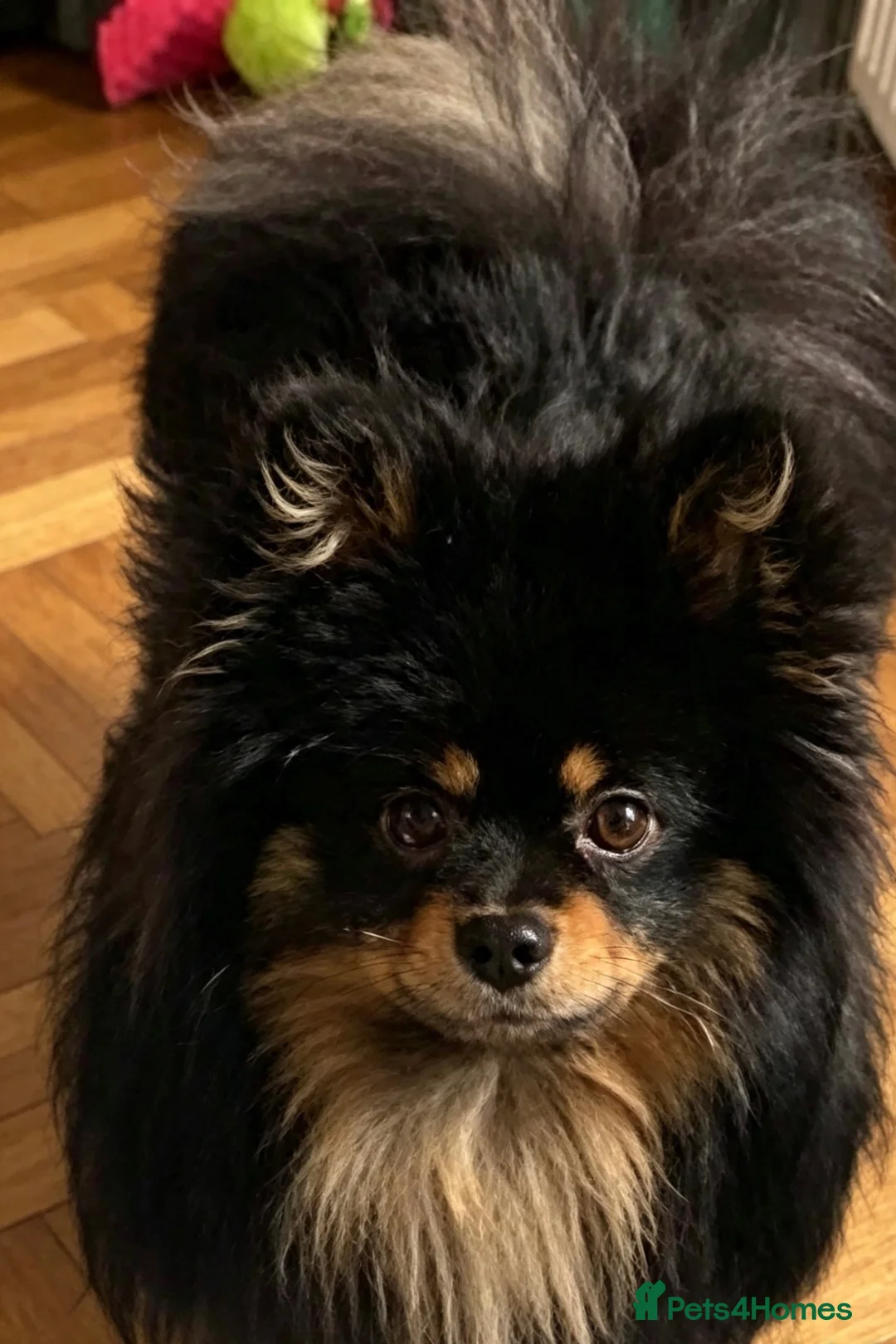 Pomeranian dogs for stud: STUD 👑 TEDDY 🐾 - Advert 5