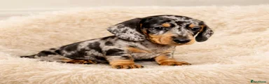 Dachshund Puppy 1