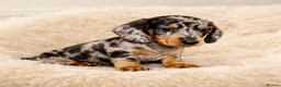 Dachshund dogs for sale: Miniature Dachshund puppies  - Advert 2
