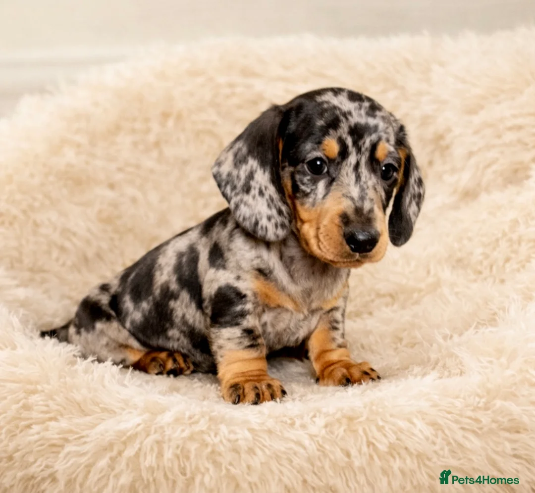 Dachshund dogs for sale: Miniature Dachshund puppies  - Advert 2