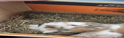 Mixed Breed rabbits for sale: Hugo and maddison in Newtown - Advert 2