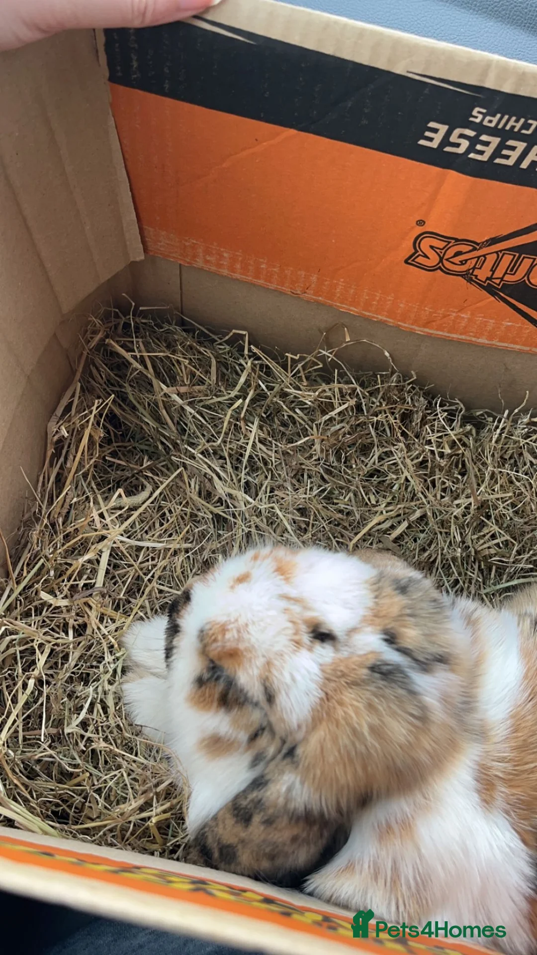 Mixed Breed rabbits for sale: Hugo and maddison in Newtown - Advert 2