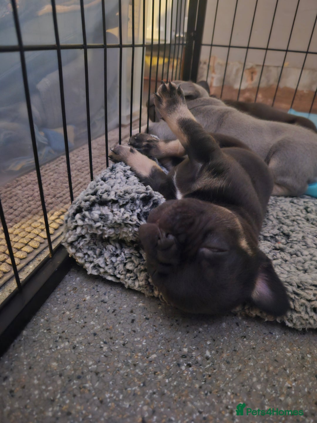 French Bulldog dogs for sale: Last female french bulldog puppy  - Image 5