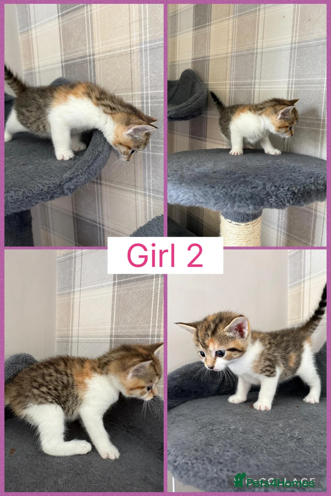 Mixed Breed cats for sale: 5 stunning kittens for sale ready 11th June  - Advert 2