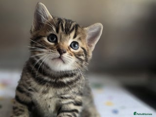 Bengal cats Kittens x bengal ready to leave - Advert 10