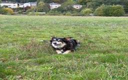 Border Collie dogs for sale: Female Border Collie - Image 3