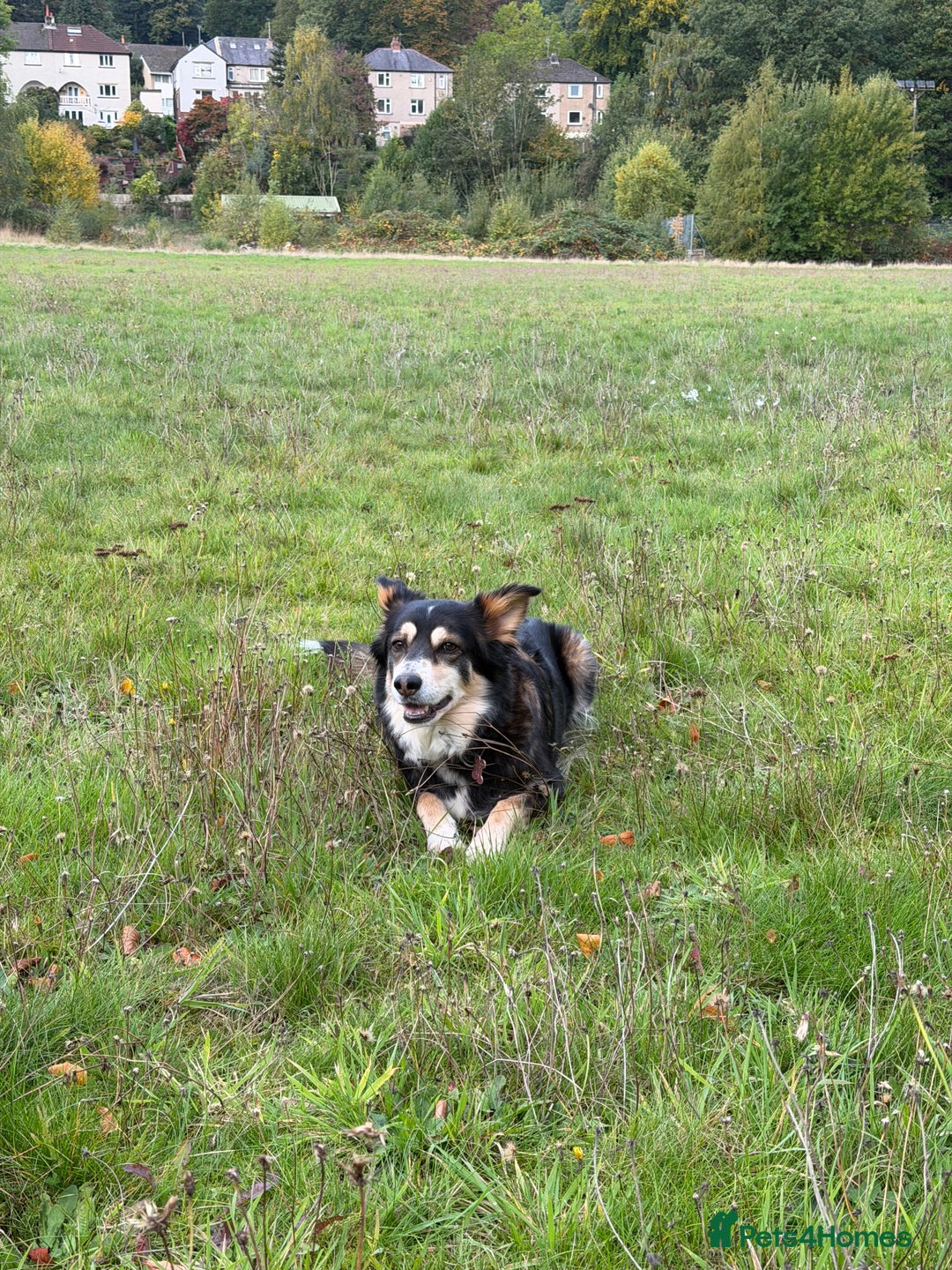 Border Collie dogs for sale: Female Border Collie - Image 3