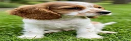 Mixed Breed dogs for sale: Three Roan Puppies Available  - Advert 4