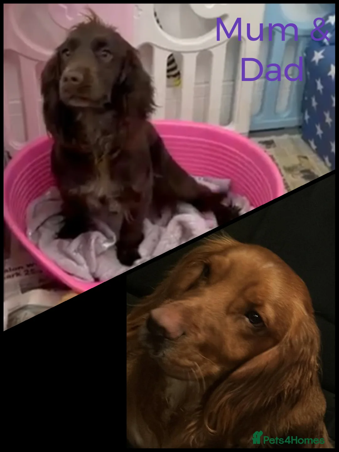 Cocker Spaniel dogs for sale: Cocker Spaniel's working - Advert 7