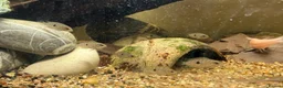 Cichlids fish for sale: Topaz Cichlid  - Advert 2