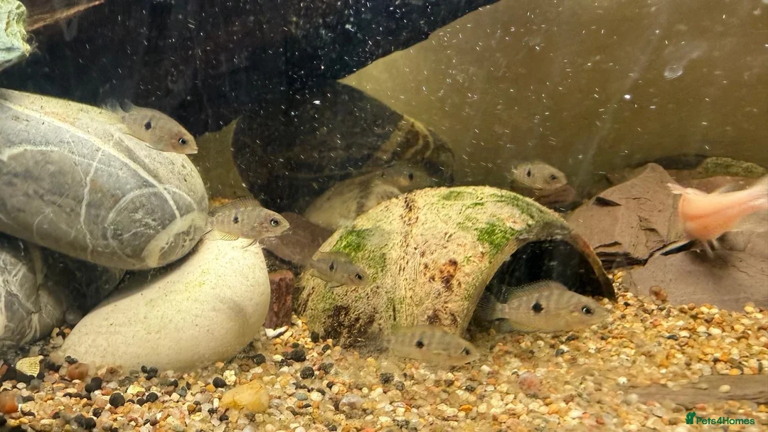 Cichlids fish for sale: Topaz Cichlid  - Advert 2