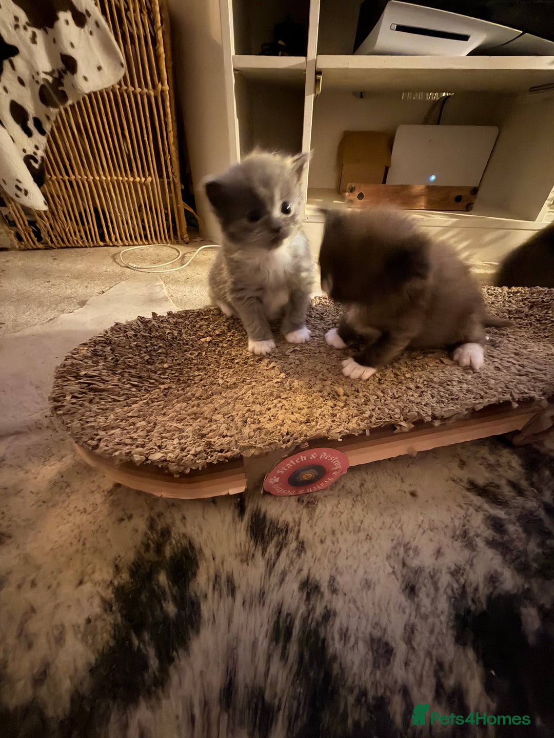 Ragdoll cats for sale: Beautiful Persia dolls  - Advert 4