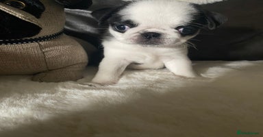 Pug dogs - Advert 3