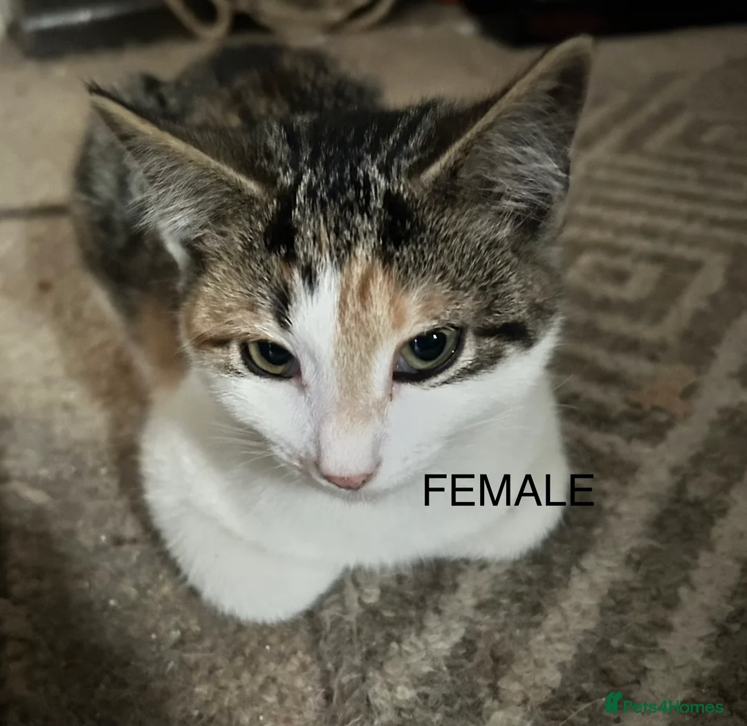 Domestic Shorthair cats for sale: Domestic shorthair ? Female  - Advert 13