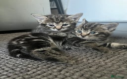 Mixed Breed cats for sale: Make and female tabby kittens for sale  - Image 10