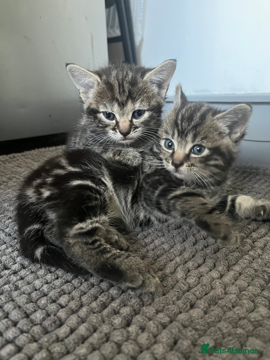 Mixed Breed cats for sale: Make and female tabby kittens for sale  - Image 10