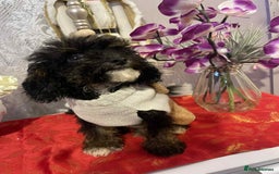 Maltipoo dogs for sale: Maltipoo babies - Advert 3