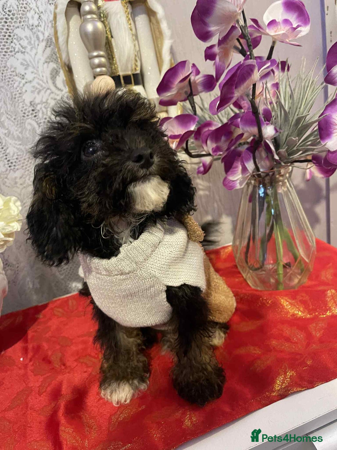 Maltipoo dogs for sale: Maltipoo babies - Advert 3