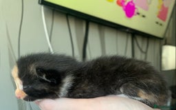 Mixed Breed cats for sale: Mixed litter of beautiful kittens  - Advert 15