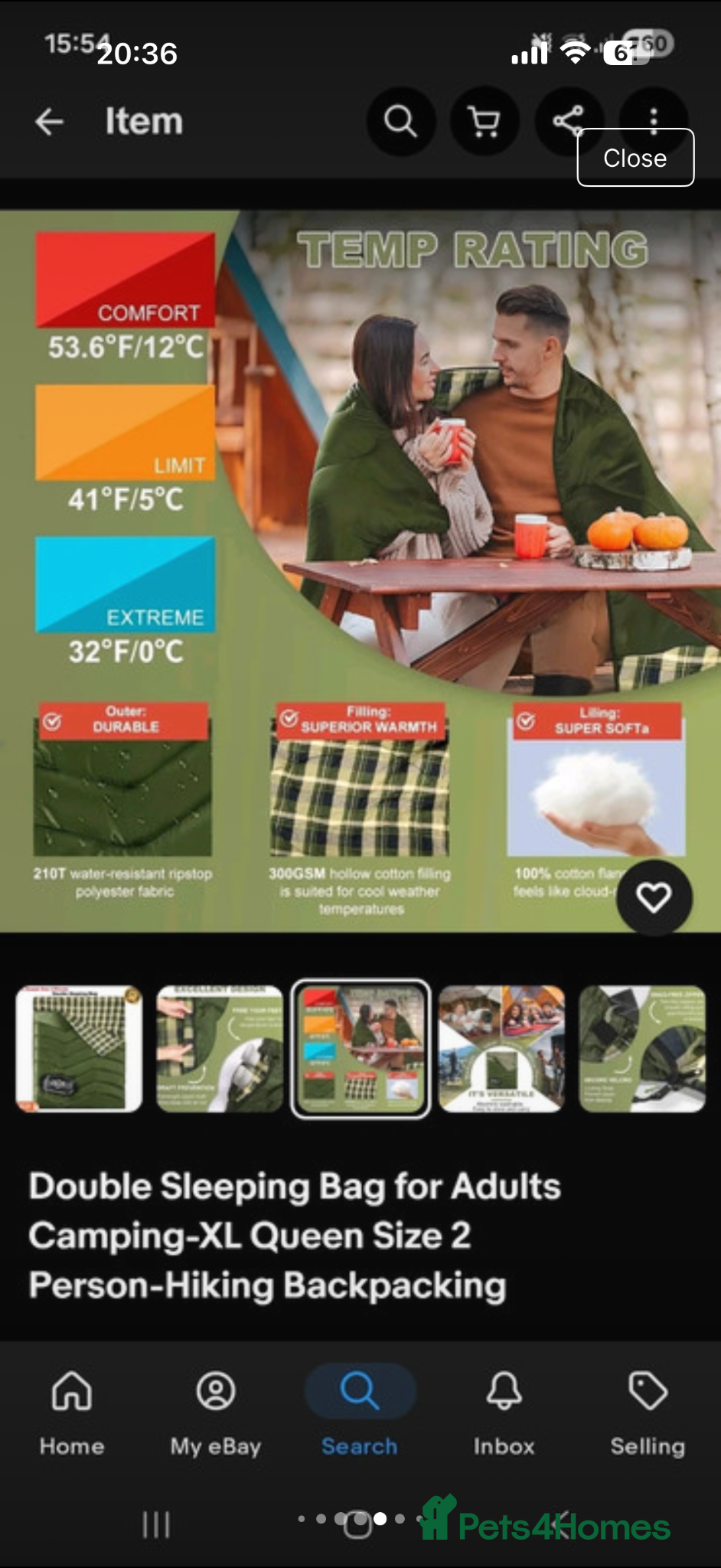 British Shorthair cats Scottish Shorthair and British Shorthair  - Advert 2