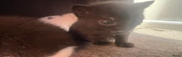 British Shorthair cats for sale: Rescue Kittnes - Advert 4