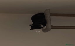 Domestic Shorthair cats for sale: Male cat for sale - Image 2