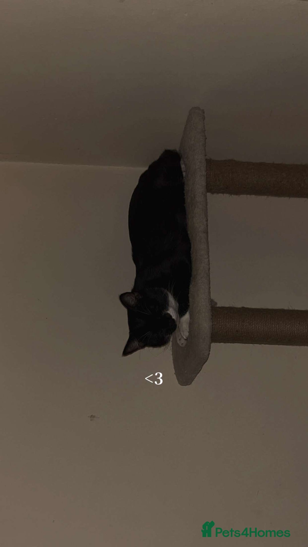 Domestic Shorthair cats for sale: Male cat for sale - Image 2