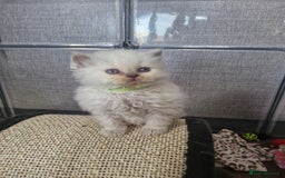 British Shorthair cats for sale: Pedigree British shorthair, longhair, blue, lilac - Image 1